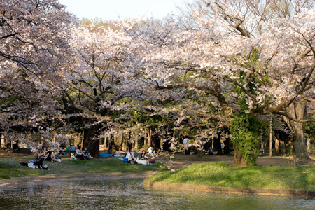 Sakura Season