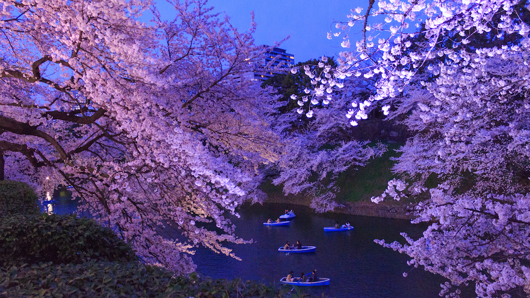 Les cerisiers en fleur ! Le Hanami. Large%20TOKYO%20Sakura%20Season%2002