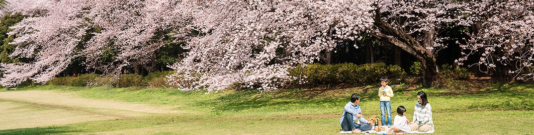 sakura viewing spot